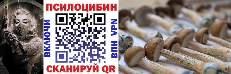 дарнет шоп  мега рабочий сайт  Псилоцибиновые грибы мицелий  Санкт-Петербург 